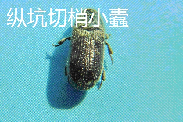 白皮松发黄怎么办，发生叶枯病可喷施敌可松溶液