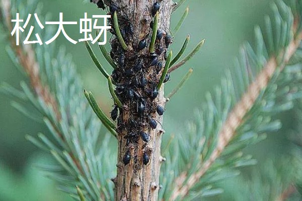 白皮松发黄怎么办，发生叶枯病可喷施敌可松溶液