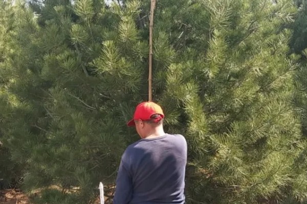 白皮松发黄怎么办，发生叶枯病可喷施敌可松溶液