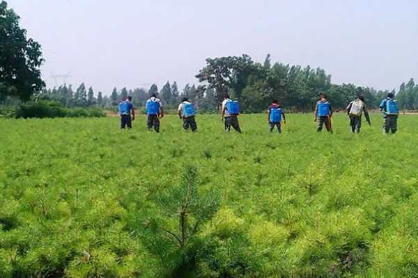 白皮松发黄怎么办，发生叶枯病可喷施敌可松溶液