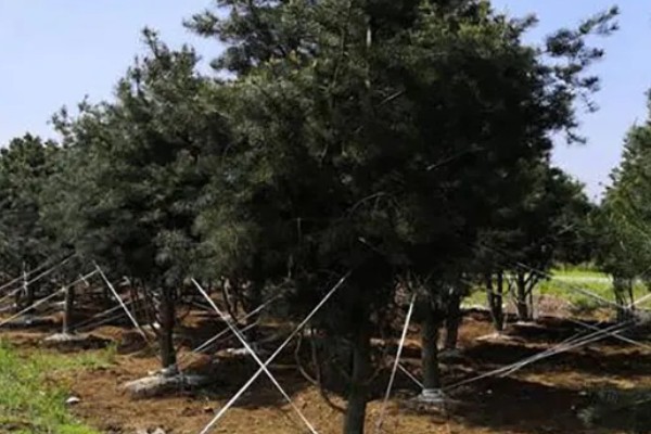 白皮松发黄怎么办，发生叶枯病可喷施敌可松溶液