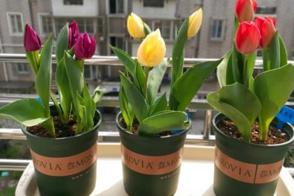 水培郁金香的花期，只能持续半个月左右