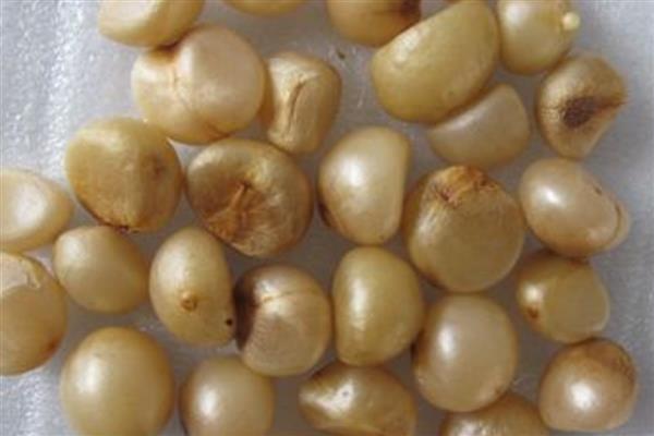 君子兰种子的成熟时间，大约是在10月份