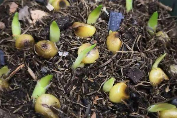 君子兰种子的成熟时间，大约是在10月份