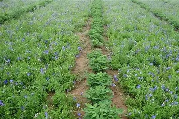 桔梗一亩地可以产多少斤,亩产量在1300多斤左右