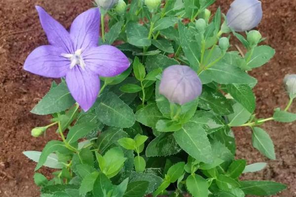 桔梗一亩地可以产多少斤,亩产量在1300多斤左右