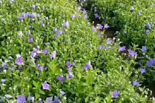 桔梗一亩地可以产多少斤,亩产量在1300多斤左右