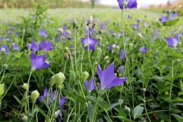 桔梗一亩地可以产多少斤,亩产量在1300多斤左右