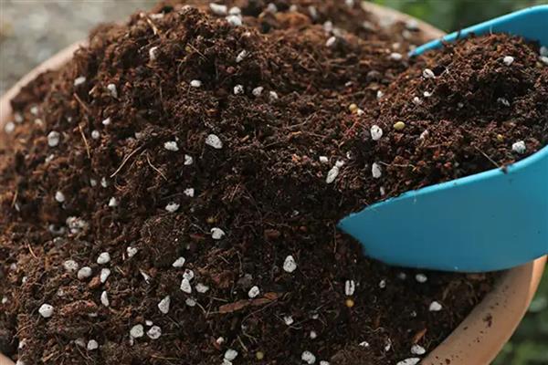 草莓怎么种植,每隔5天浇灌一次水