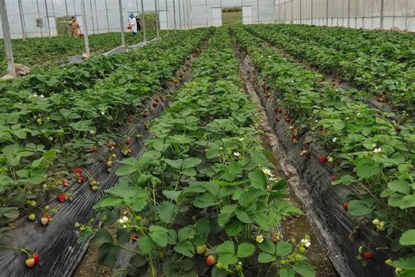 草莓怎么种植,每隔5天浇灌一次水