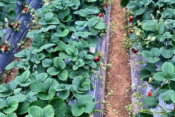 草莓怎么种植,每隔5天浇灌一次水