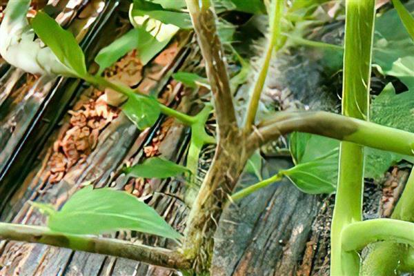 西红柿杆子发黑的原因,茎基部发黑可能是患有茎基腐病等病害