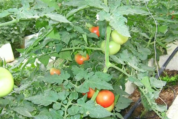 西红柿杆子发黑的原因,茎基部发黑可能是患有茎基腐病等病害