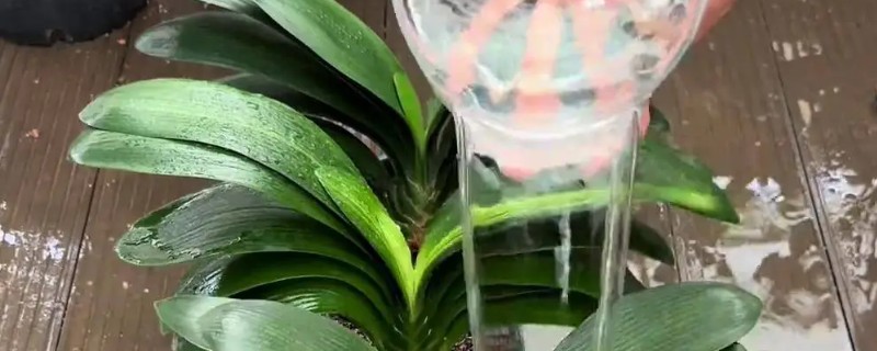 啤酒浇君子兰几天一次，15天左右浇一次