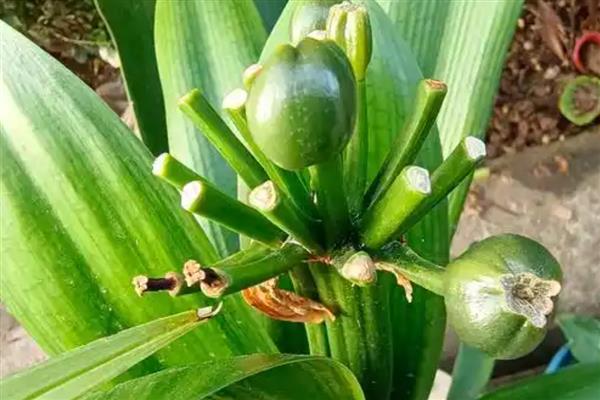 君子兰种子的成熟时间，大约是在10月份