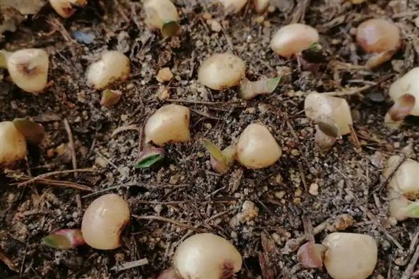 君子兰种子的成熟时间，大约是在10月份