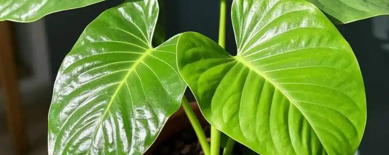 滴水观音的毒性大不大，触碰汁液会引发皮肤红肿等症状