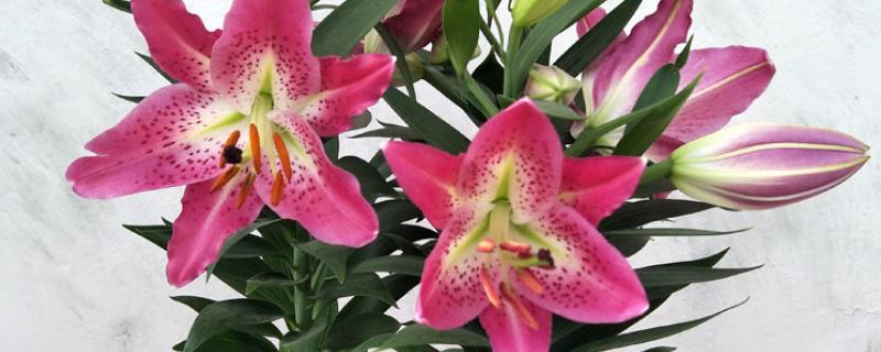 百合剪枝后会发芽吗，不对种球造成损害就能再次萌发新芽