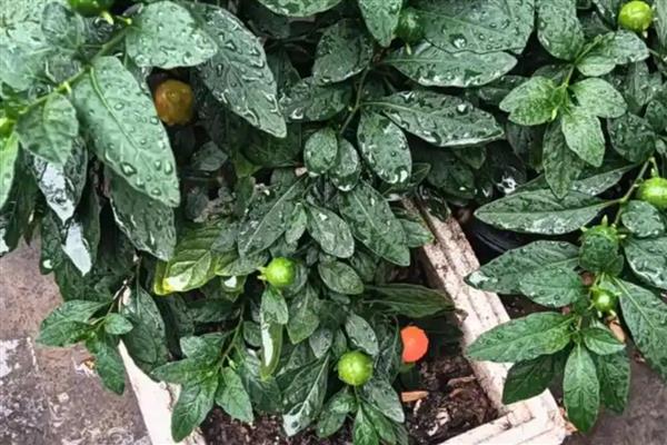 家里养珊瑚樱的寓意，寓意喜庆和红火