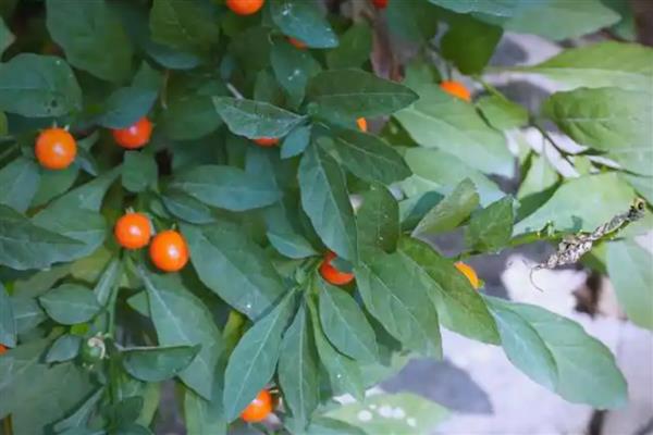 家里养珊瑚樱的寓意，寓意喜庆和红火