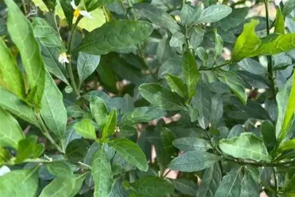 家里养珊瑚樱的寓意，寓意喜庆和红火