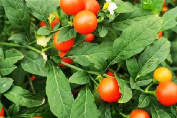 家里养珊瑚樱的寓意，寓意喜庆和红火