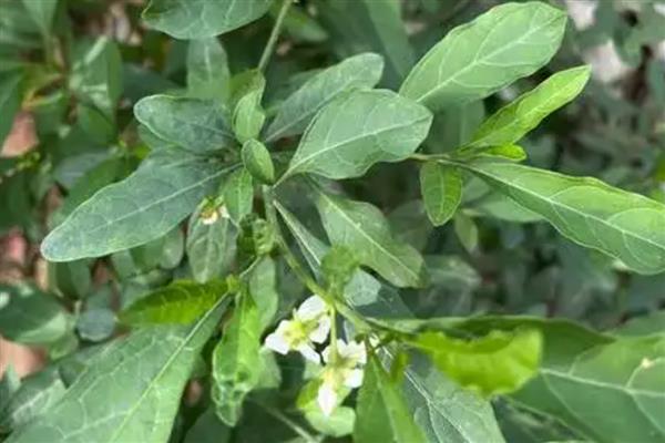 家里养珊瑚樱的寓意，寓意喜庆和红火