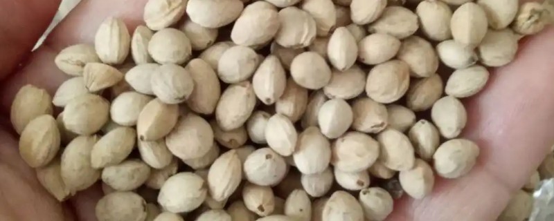 樱花种子怎样催芽，首先要浸种处理