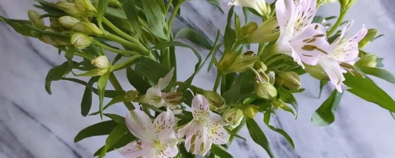 怎么水养水仙百合，需要对花枝进行修剪