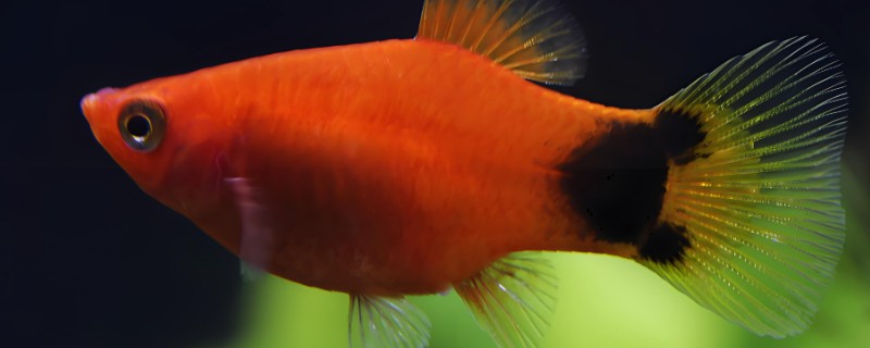 米奇鱼怎么判断有没有小鱼，其腹部会变大