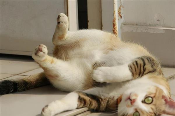 母猫发情的表现，表现为像婴儿般的哭闹声