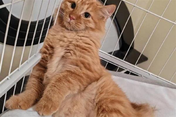 母猫发情的表现，表现为像婴儿般的哭闹声