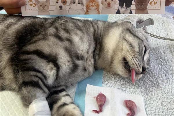 母猫发情的表现，表现为像婴儿般的哭闹声