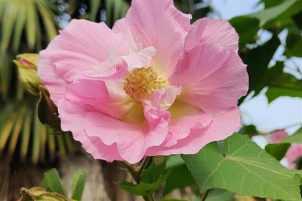 木芙蓉的养殖方法，适合生长在背风喜阳的环境中