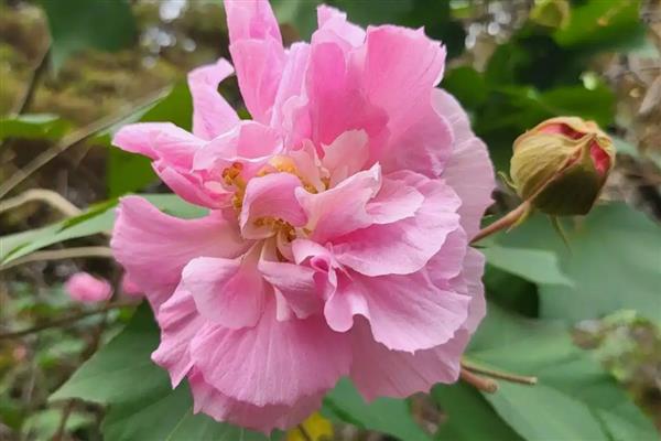 木芙蓉的养殖方法，适合生长在背风喜阳的环境中