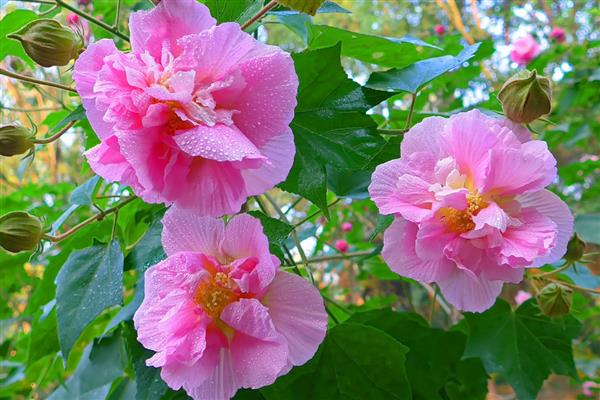 木芙蓉的养殖方法，适合生长在背风喜阳的环境中