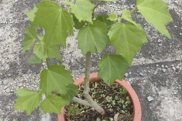 木芙蓉的养殖方法，适合生长在背风喜阳的环境中