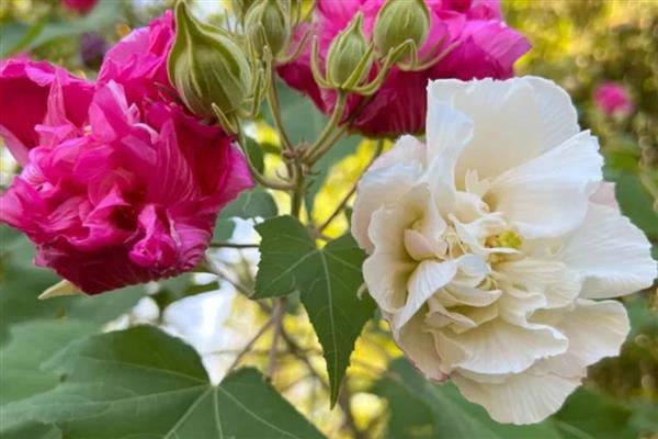 木芙蓉的养殖方法，适合生长在背风喜阳的环境中