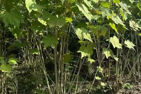 木芙蓉的养殖方法，适合生长在背风喜阳的环境中