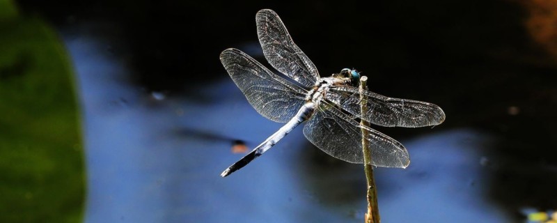 常见的益虫，有蜻蜓、螳螂等