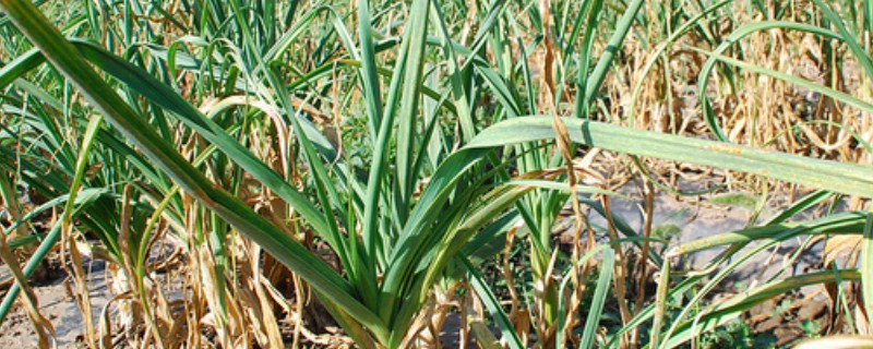 大蒜花叶病怎么防治,饱满的蒜种具有更强的抗病力