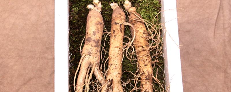 鲜西洋参的保存方法，可保存在密闭的缸内