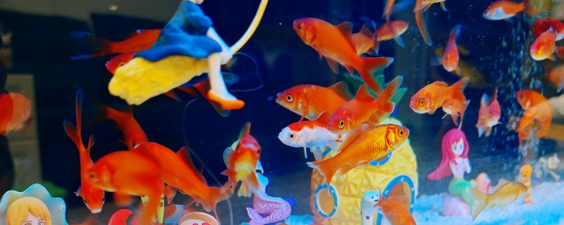鱼缸的适宜尺寸，取决于鱼类的体型