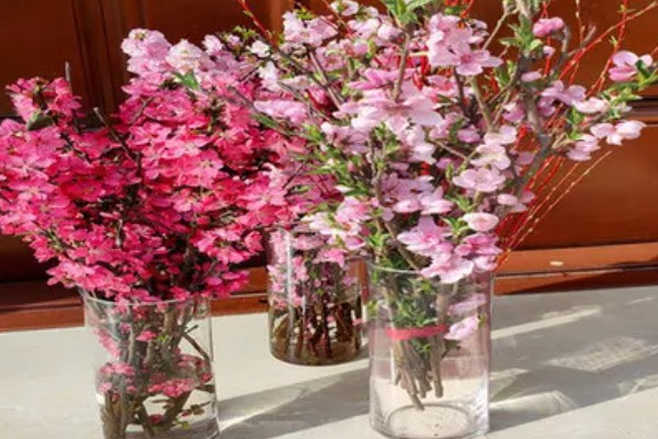 樱花枝条水培能不能存活，水培期间不会死亡