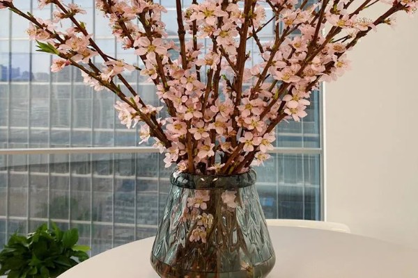 樱花枝条水培能不能存活，水培期间不会死亡