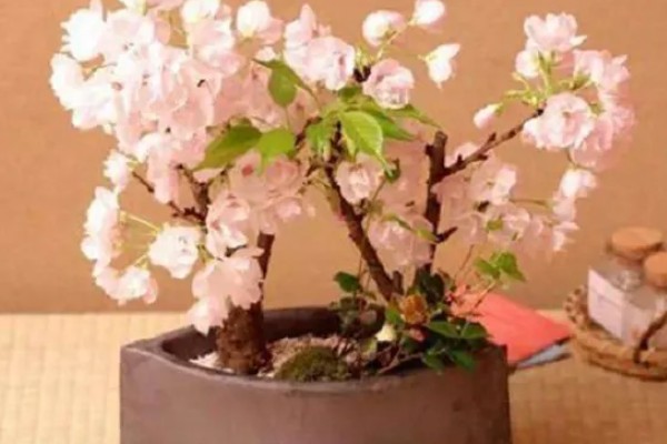 樱花枝条水培能不能存活，水培期间不会死亡