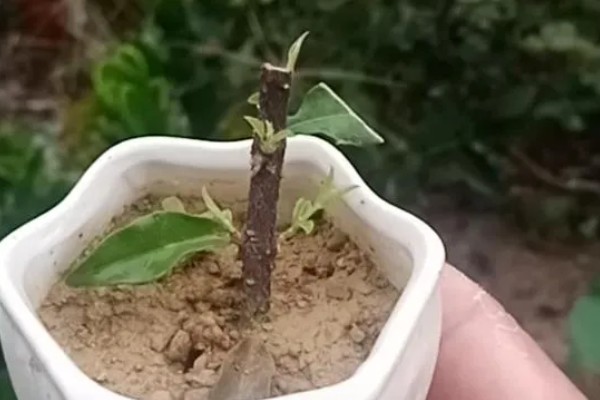 樱花枝条水培能不能存活，水培期间不会死亡