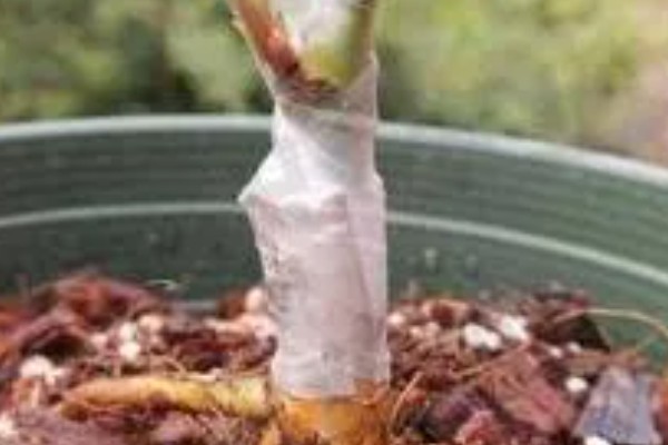 樱花枝条水培能不能存活，水培期间不会死亡