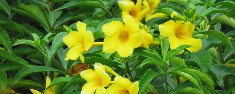 软枝黄蝉叶子变枯的原因，可能是没有接受充足的光照所致