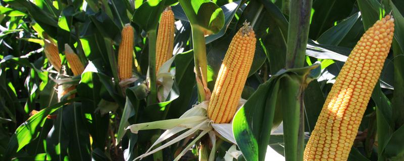 玉米种类一共有几种，可分为马齿型、硬粒型、半马齿型等